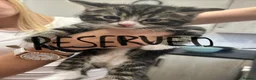 Norwegian Forest Cat cats for sale: Three beautiful kittens-ready 29. March - Advert 2