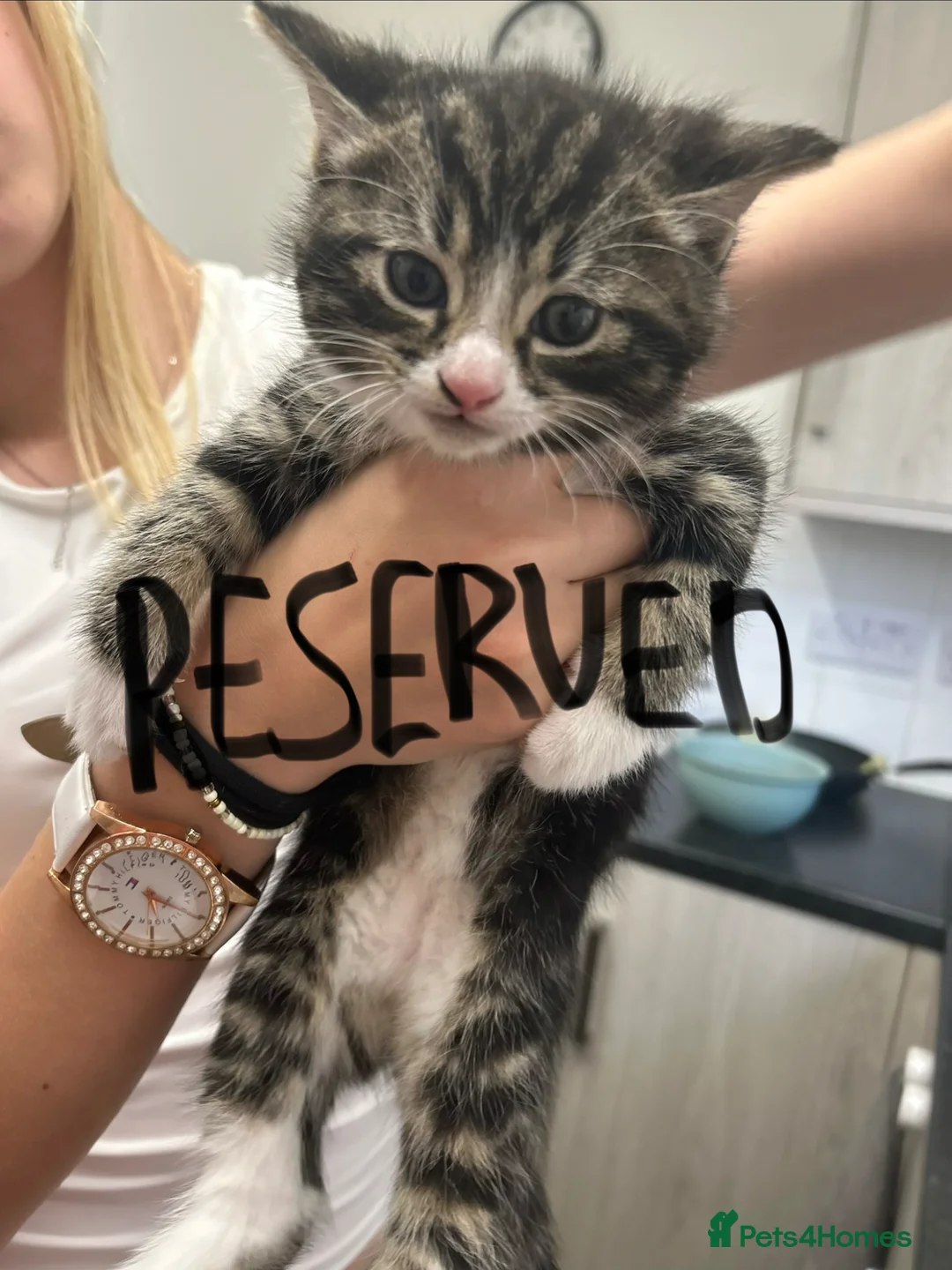 Norwegian Forest Cat cats for sale: Three beautiful kittens-ready 29. March - Advert 2