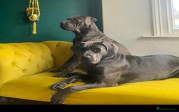 Cane Corso dogs for sale: Lovely Cane Corso - Image 4