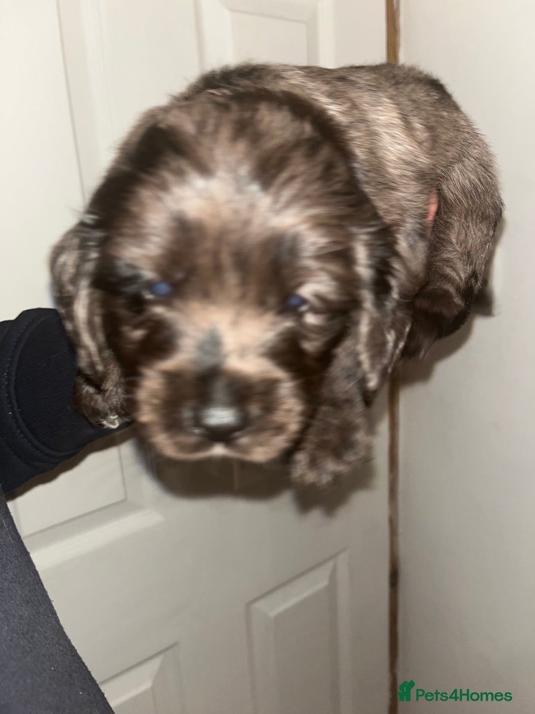 Cockapoo dogs for sale: 💫✨🐶🐾Gorgeous F1B Cockapoos🐾🐶✨💫 - Image 14