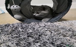 British Shorthair cats for sale:  Gorgeous BRITISH SHORTHAIR MALE  - Advert 3