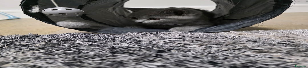 British Shorthair Kitten 1