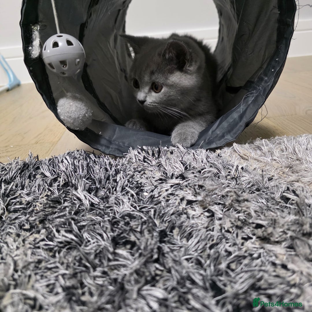 British Shorthair cats for sale:  Gorgeous BRITISH SHORTHAIR MALE  - Advert 3