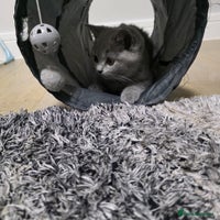 British Shorthair cats Gorgeous BRITISH SHORTHAIR MALE - Advert 8