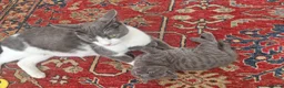 British Shorthair cats for sale: British Shorthair  - Advert 5