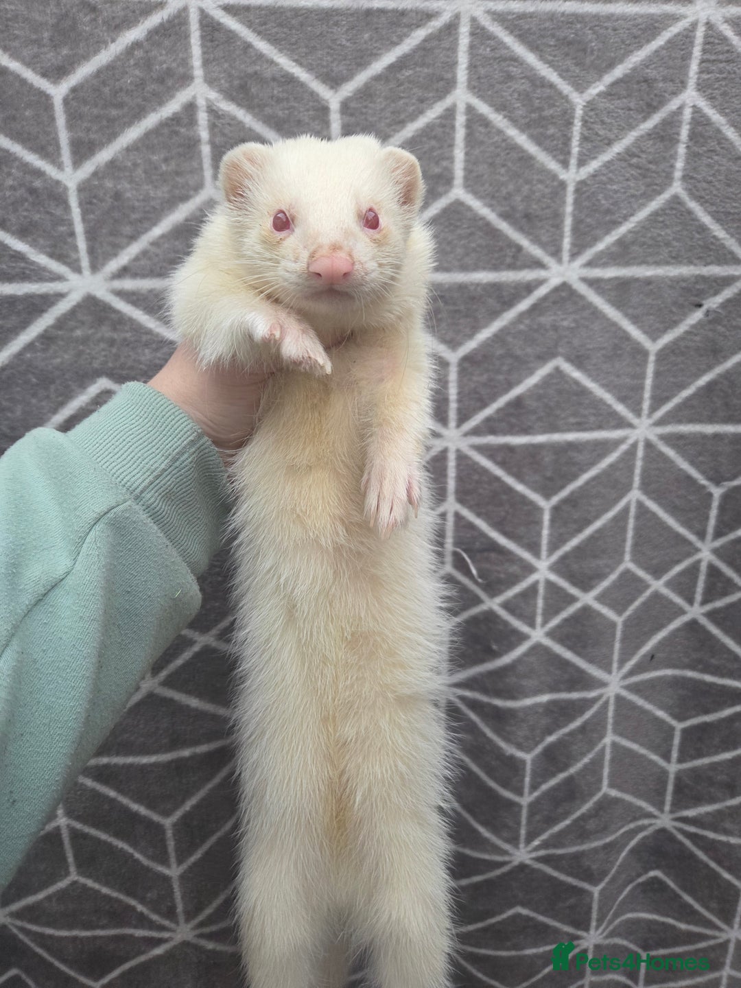 Ferret rodents for sale: 4 stunning ferrets looking for new homes - Advert 7