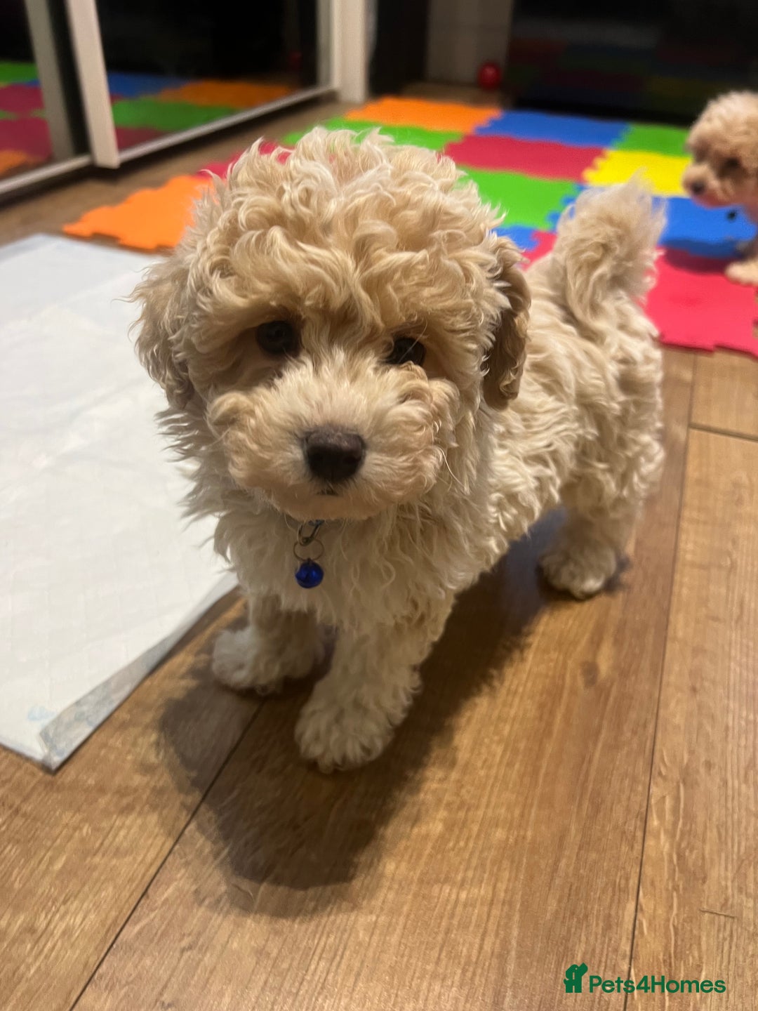 Maltipoo dogs for sale: Maltipoo F1 Males💙 - Advert 9