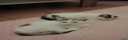Domestic Shorthair cats for sale: Adorable kittens in London - Advert 6