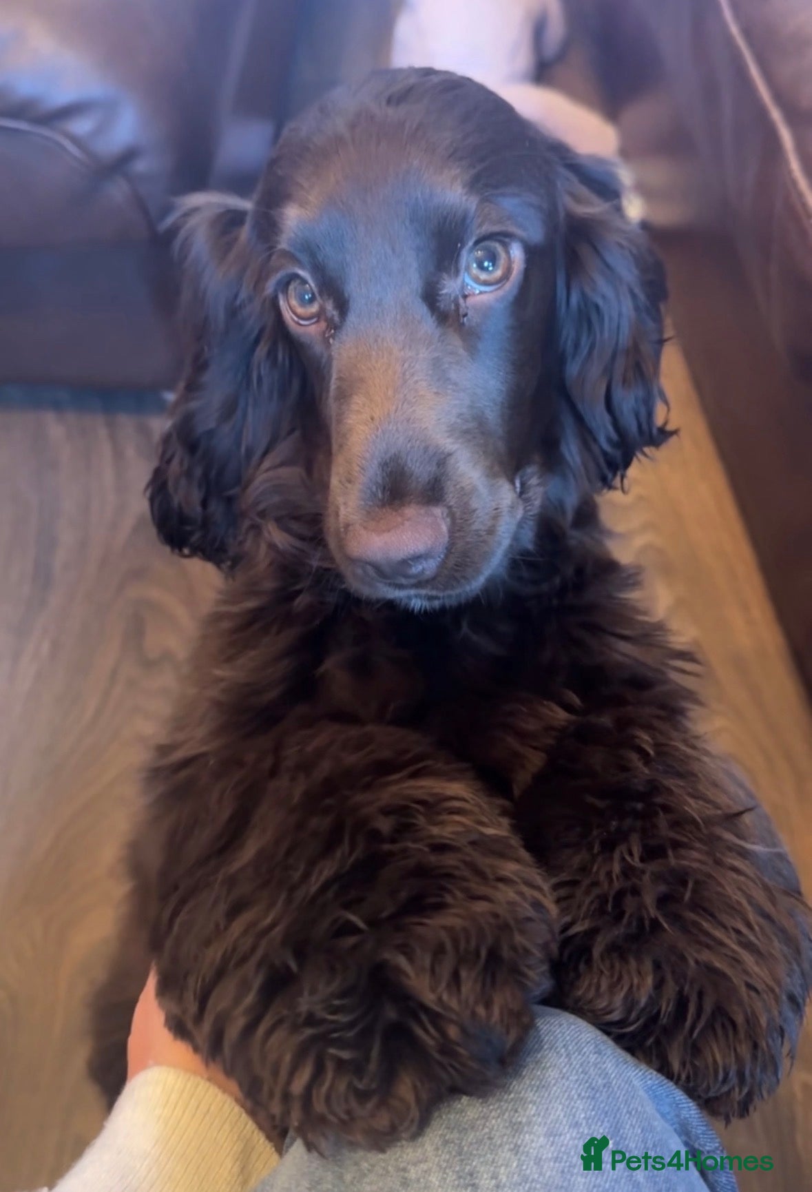 Cocker Spaniel dogs 🤎🐶 Chocolate English Show Cocker Spaniel Puppies - Advert 1