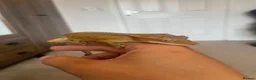 Gecko reptiles for sale: Two male Crested geckos in Boston - Advert 6