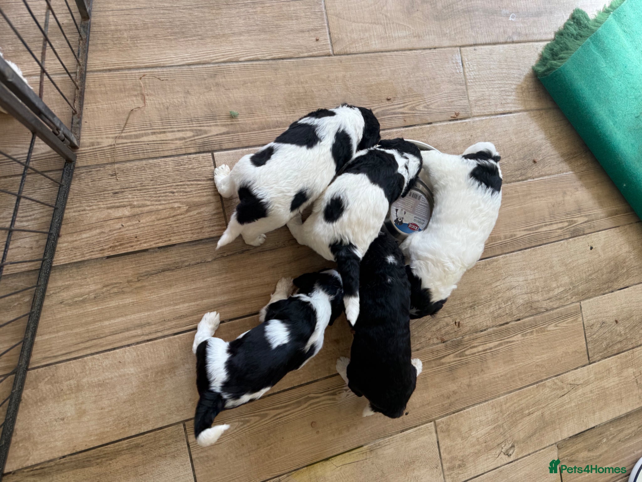 Mixed Breed dogs Cockerpoo x Sheepadoodle - Advert 15