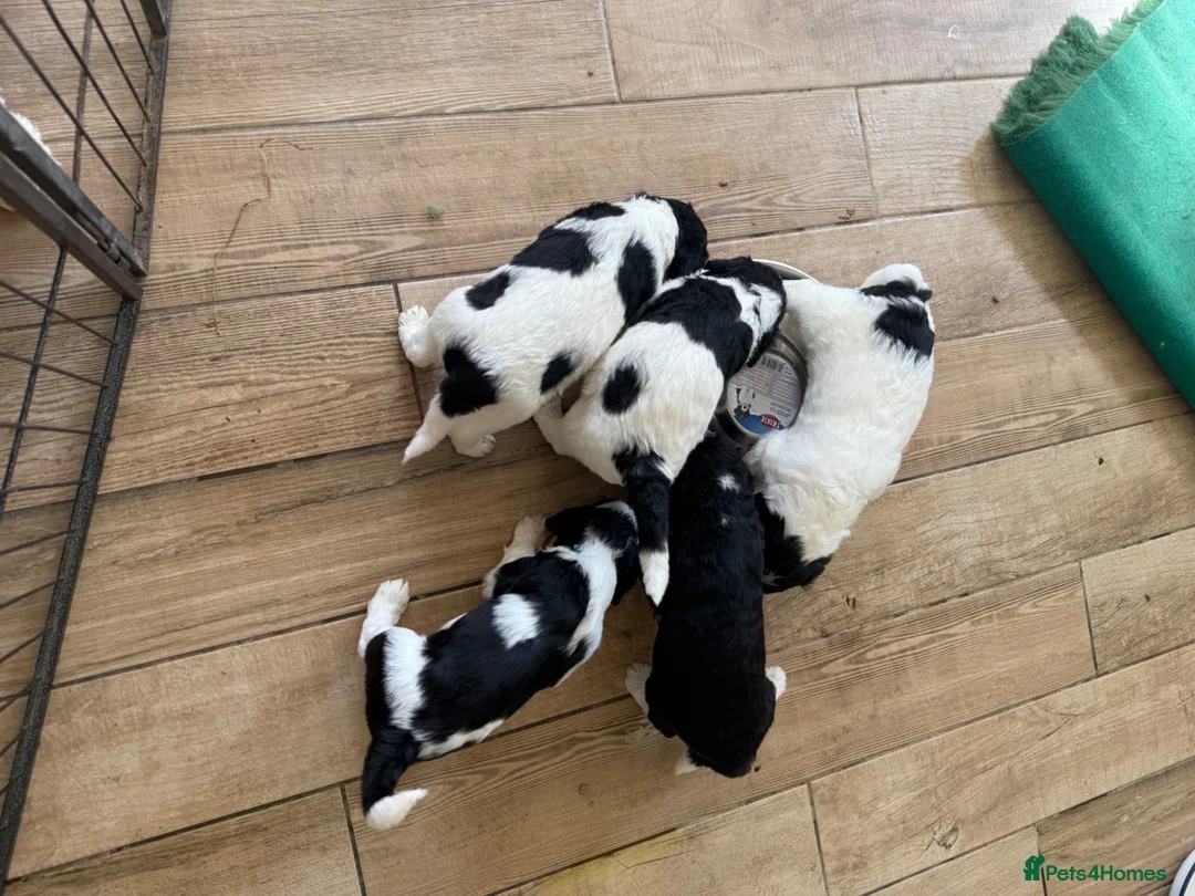 Mixed Breed dogs for sale: Cockerpoo x Sheepadoodle in Boston - Advert 1
