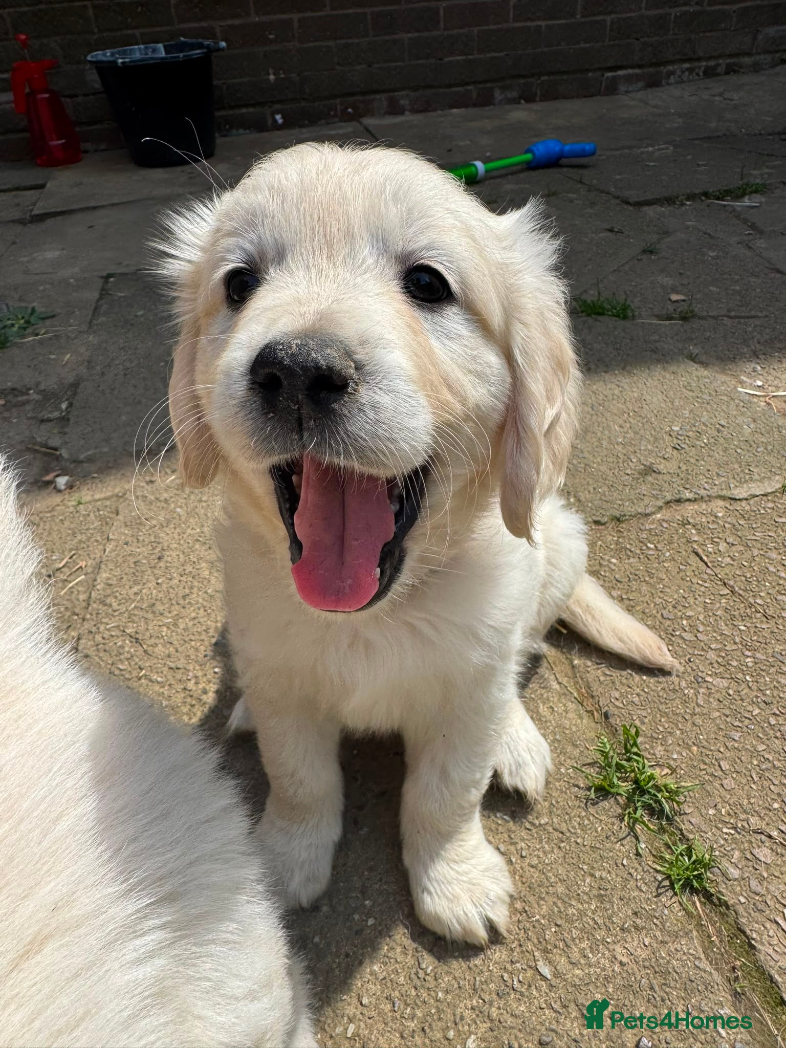Golden Retriever dogs Pure bread puppies - Advert 2