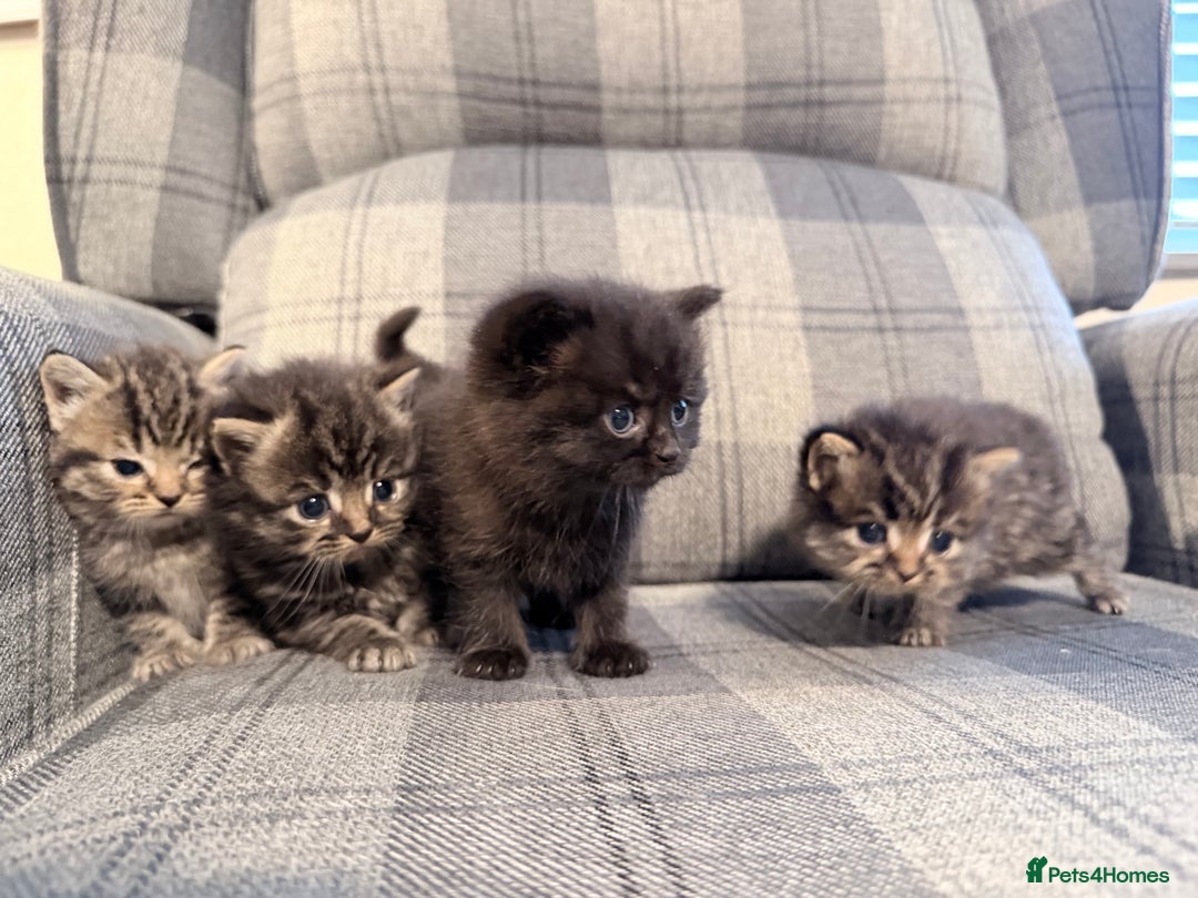 Mixed Breed cats for sale: British shorthair cross kittens - Image 2