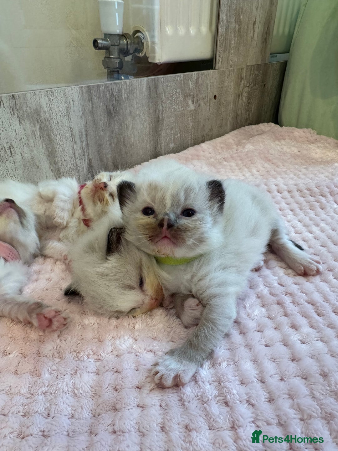 Ragdoll cats for sale: Beautiful Ragdoll Kittens  - Image 8
