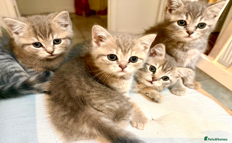 Scottish Fold cats - Advert 1