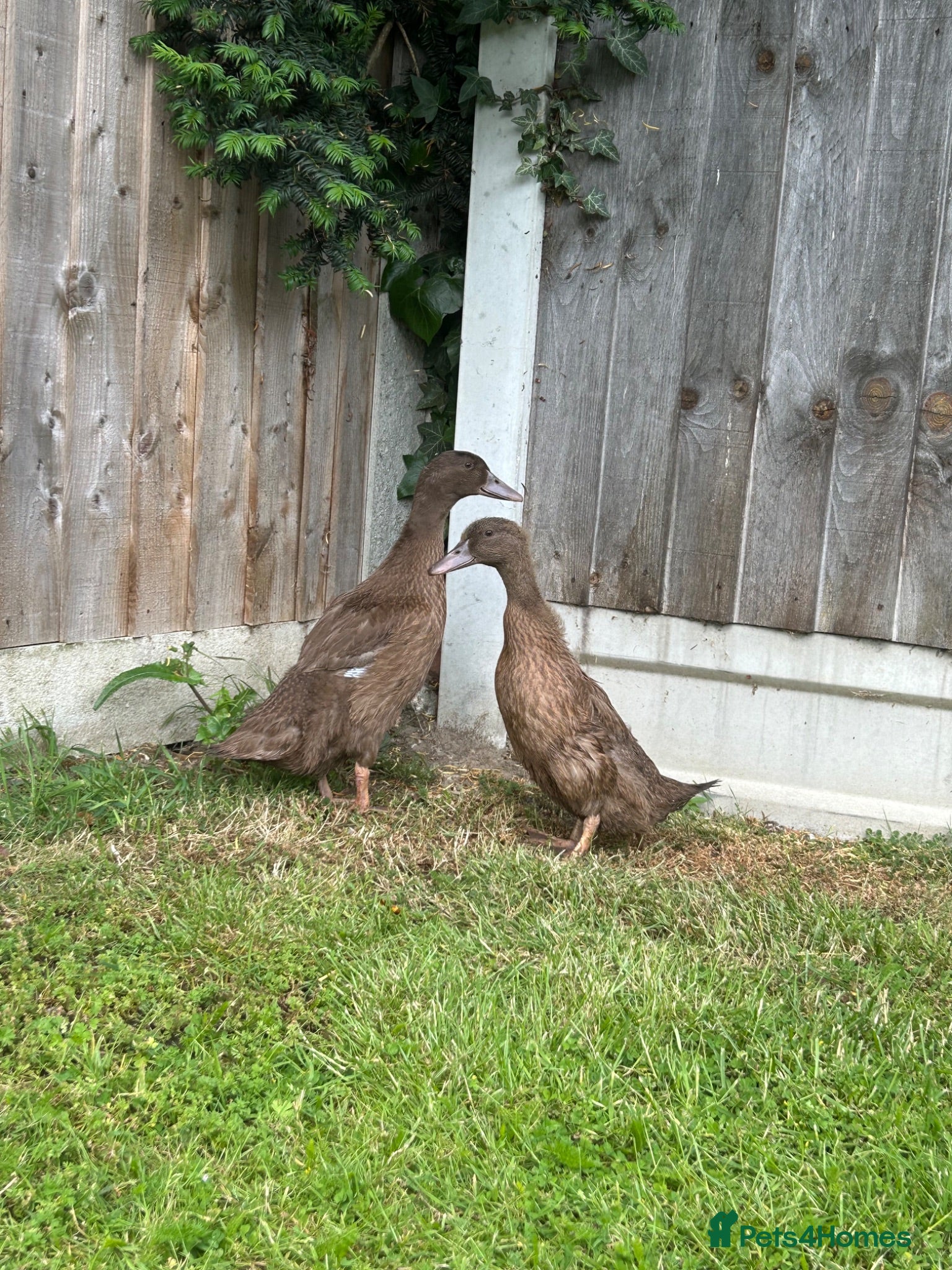 Ducks poultry Female khaki Campbell ducklings  - Advert 2