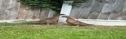 Ducks poultry for sale: Female khaki Campbell ducklings  - Advert 2