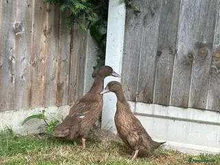 Ducks poultry Female khaki Campbell ducklings - Advert 2