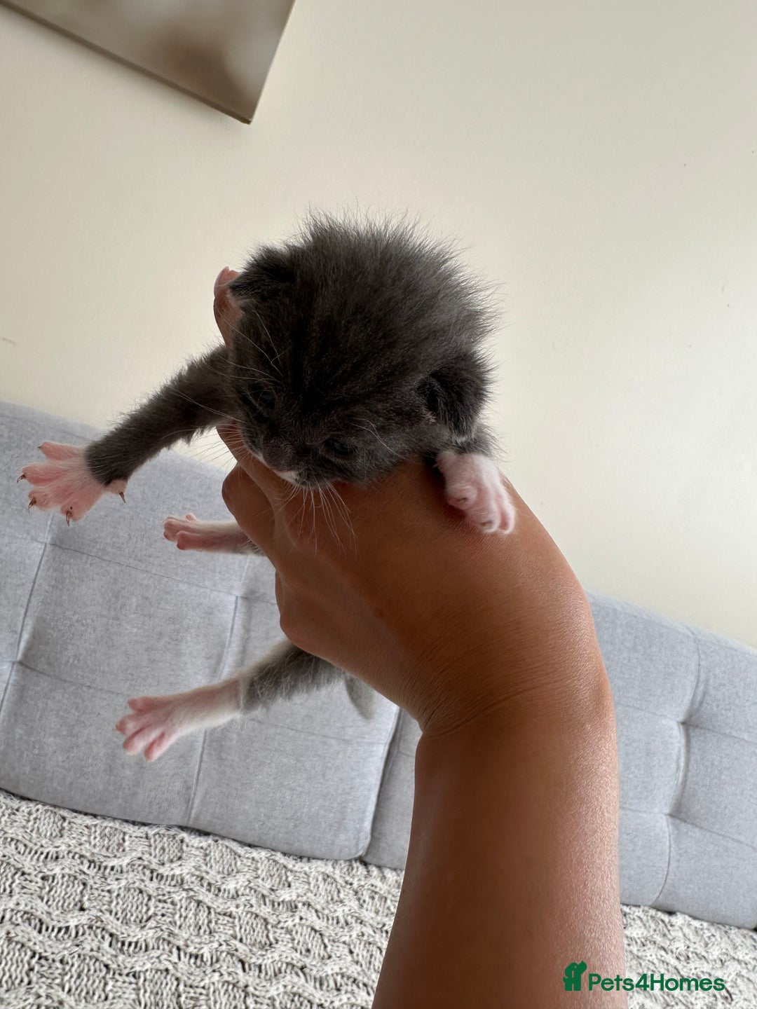 British Shorthair cats for sale: British Short kittens - Image 9