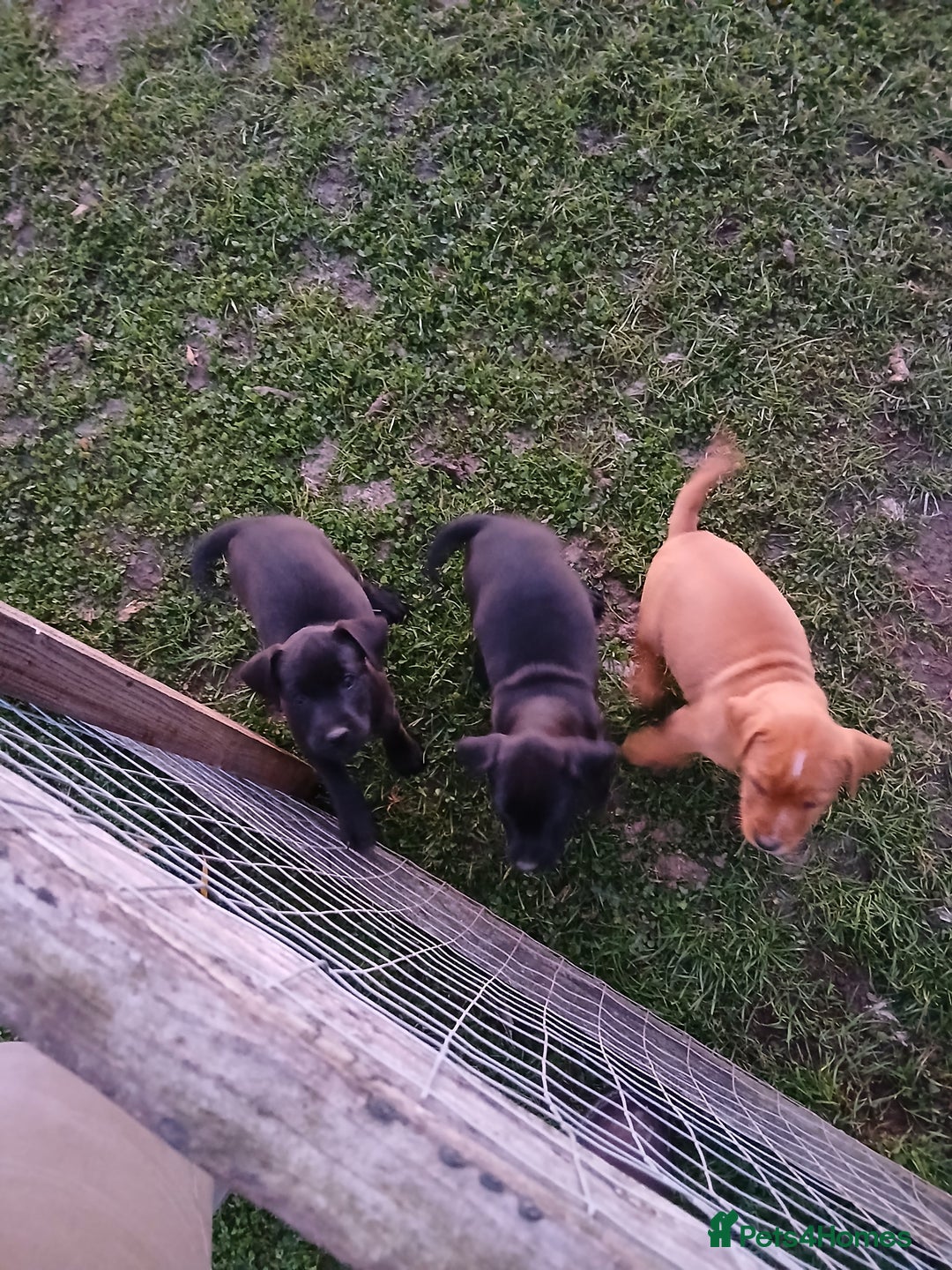 Patterdale Terrier dogs for sale: Patterdale terrier pups  - Image 2
