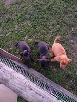 Patterdale Terrier dogs - Advert 4
