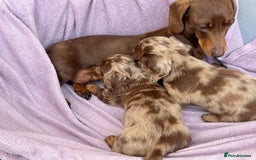Miniature Dachshund dogs for sale: 1 BOY LEFT LONG HAIRED MINIATURE DASCHUND  - Image 8