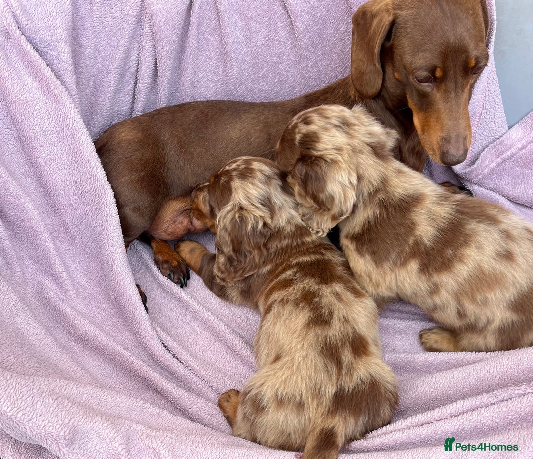 Miniature Dachshund dogs for sale: 1 BOY LEFT LONG HAIRED MINIATURE DASCHUND  - Image 8