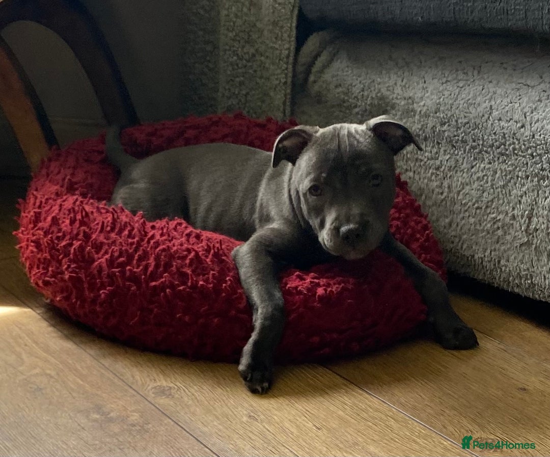 Staffordshire Bull Terrier dogs for sale: 🐾Reduced♥️World Famous Samtan Dozer & C in Swansea - Image 24