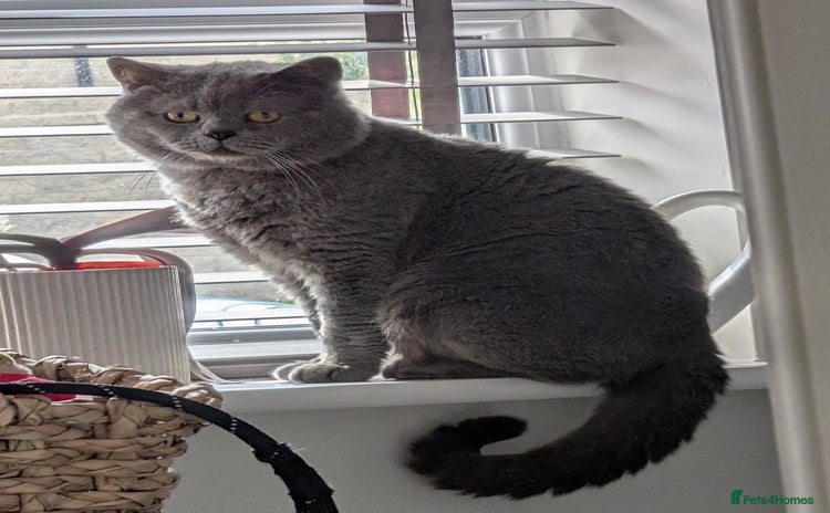 British Shorthair cats - Advert 15