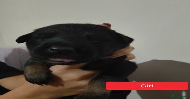 Belgian Shepherd Dog dogs - Advert 1