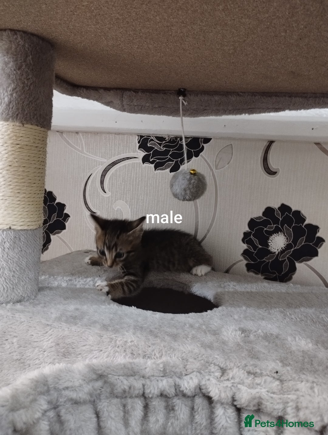 British Shorthair cats for sale: Lovely kittens search new homes - Advert 3