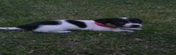 Jack Russell dogs for sale: 5 Adorable Jack Russell's looking for 5* Homes - Advert 7