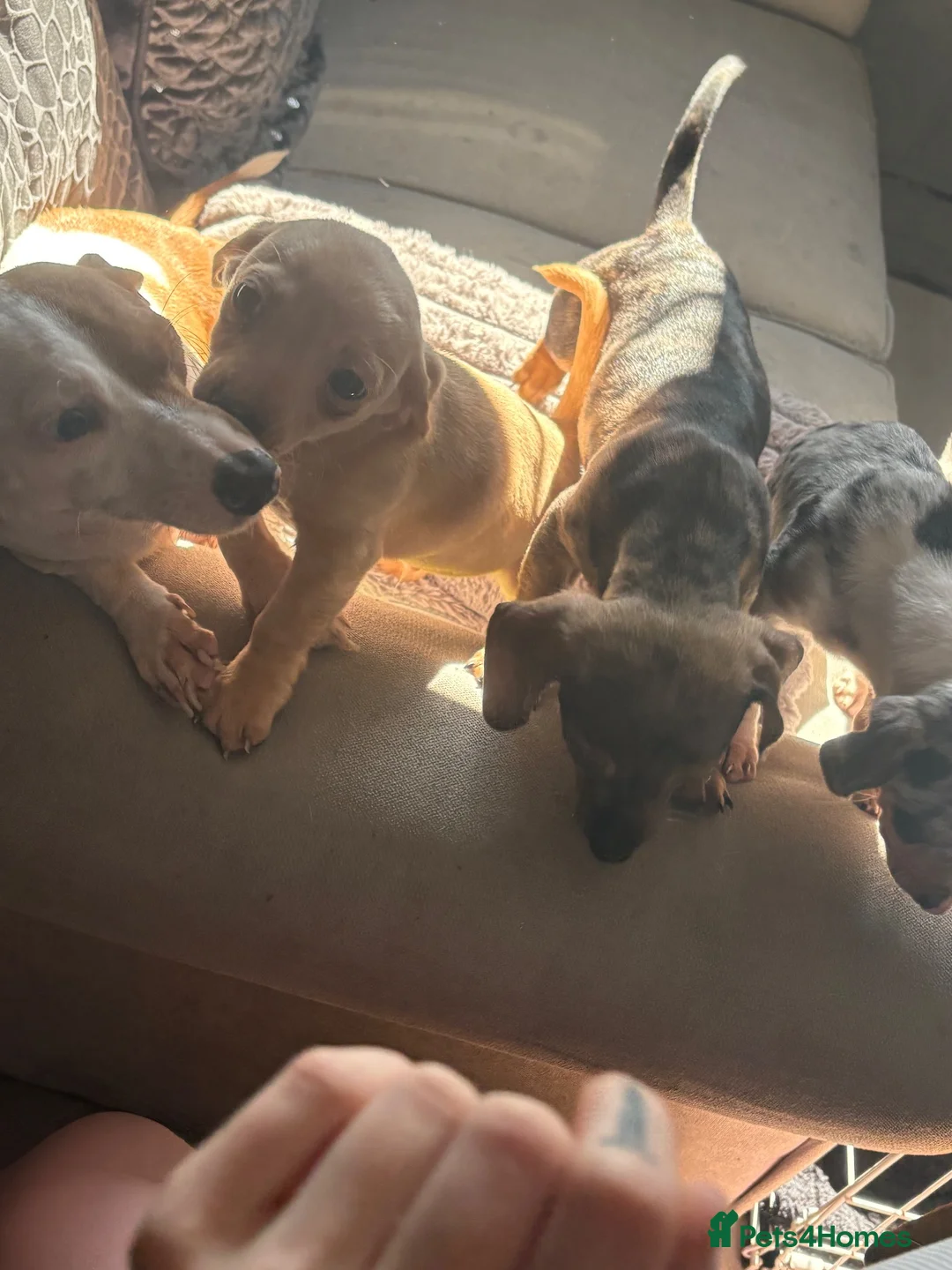 Chiweenie dogs for sale: Gorgeous Dachshund × Chihuahua - Boris & Bruno in London - Advert 1