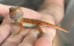 Bearded Dragon reptiles for sale: 15 Baby dearded dragons - Image 26