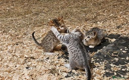 Bengal cats for sale: Bengal cross kittens - Image 15