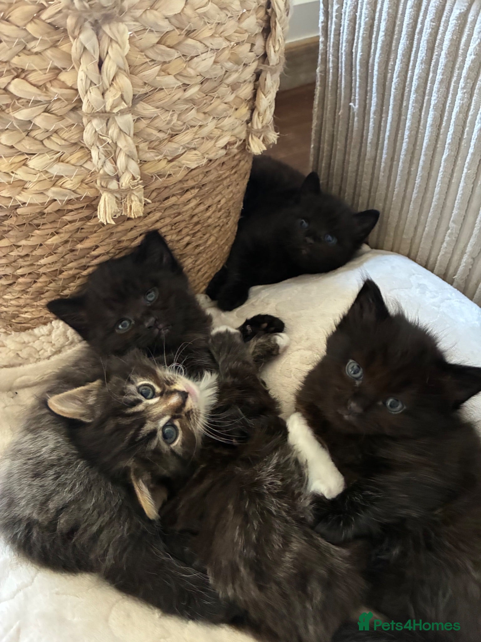 Mixed Breed cats 3 beautiful kittens for sale  - Advert 1
