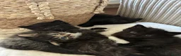 Mixed Breed cats for sale: 3 beautiful kittens for sale  - Advert 1