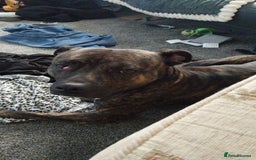 Staffordshire Bull Terrier dogs for sale: Staffordshire bull terrior for sale  - Image 1