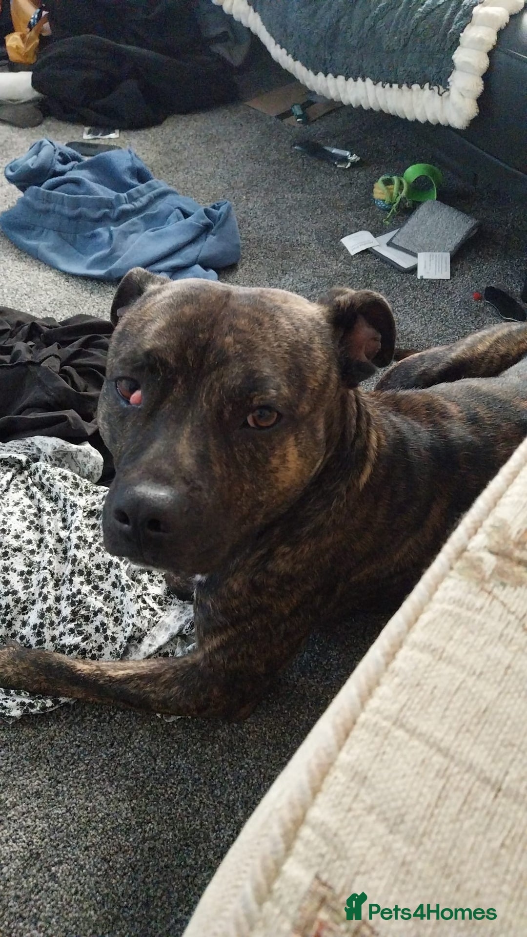 Staffordshire Bull Terrier dogs for sale: Staffordshire bull terrior for sale  - Image 1