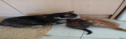 Domestic Shorthair cats for sale: Dolly's perfect litter of 6 - Advert 2