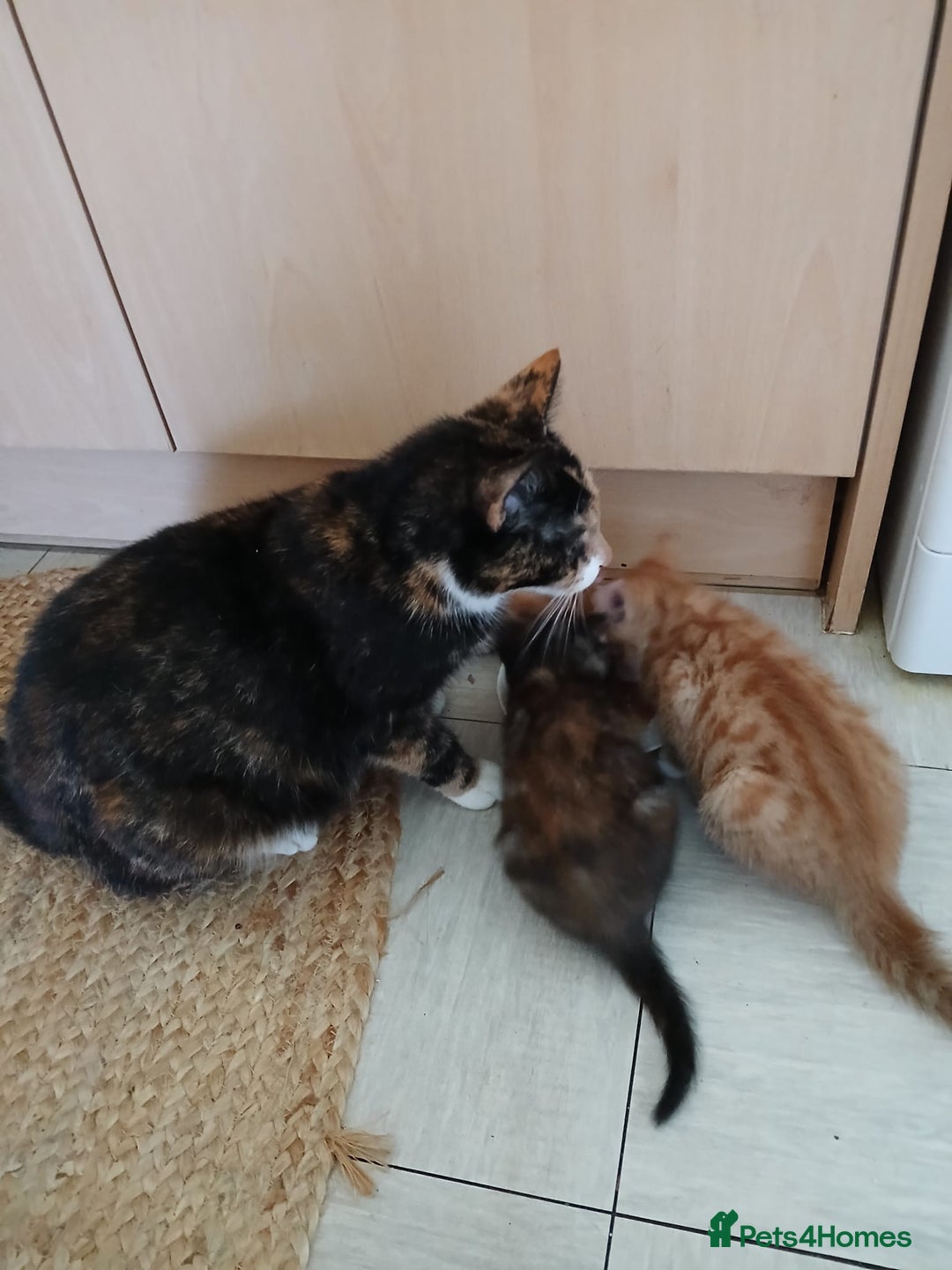 Domestic Shorthair cats for sale: Dolly's perfect litter of 6 - Advert 2