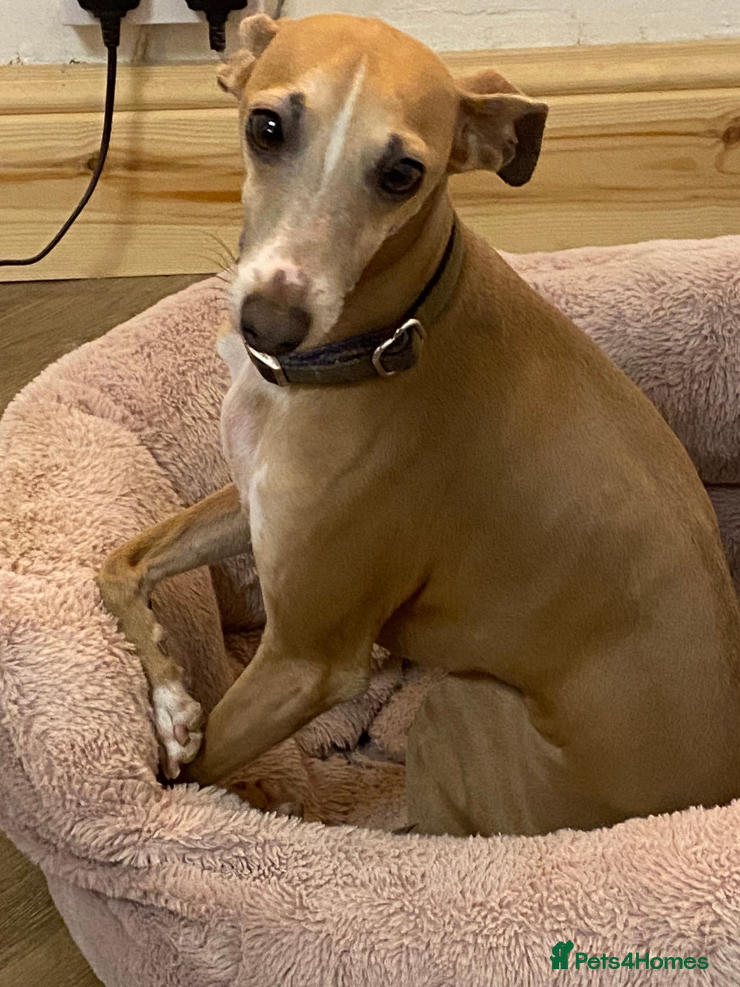 Italian Greyhound dogs for sale: 🐾Exceptional litter of KC Italian Greyhounds 🐾 - Advert 30