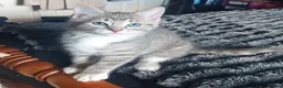 Mixed Breed cats for sale: Kittens  in Telford - Advert 10