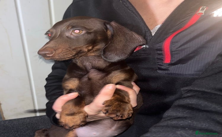 Dachshund dogs - Advert 2