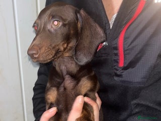 Dachshund dogs - Advert 24