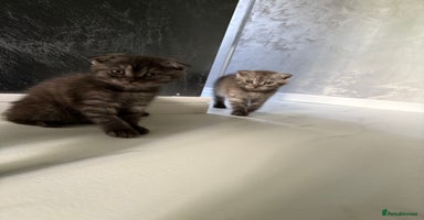 Scottish Fold cats - Advert 4