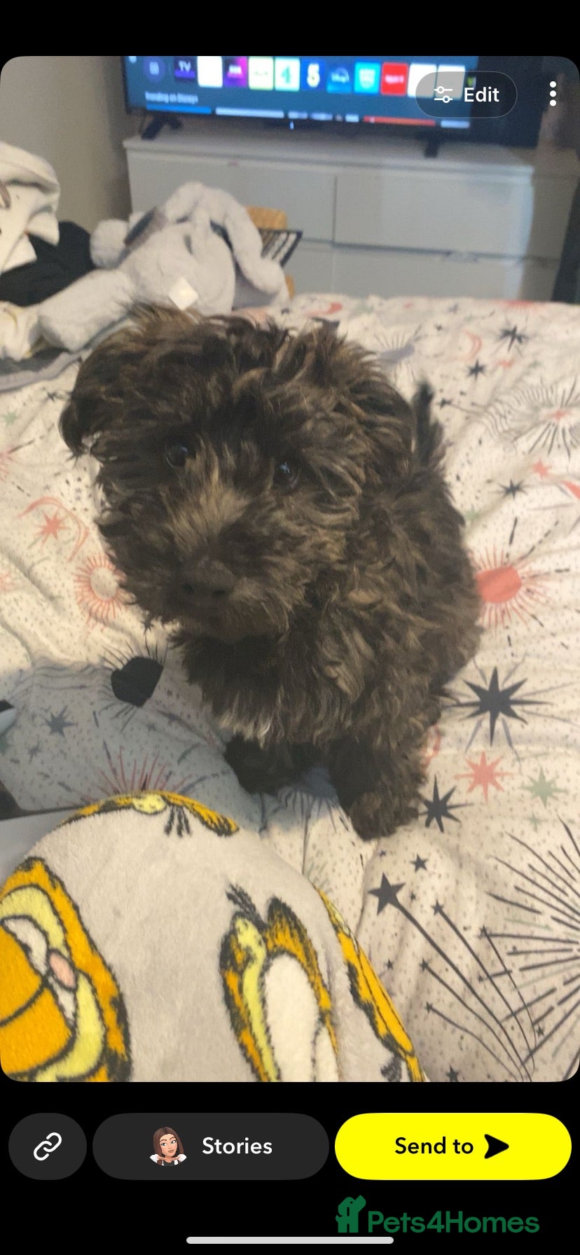 Yorkiepoo dogs Ozzy x - Advert 6