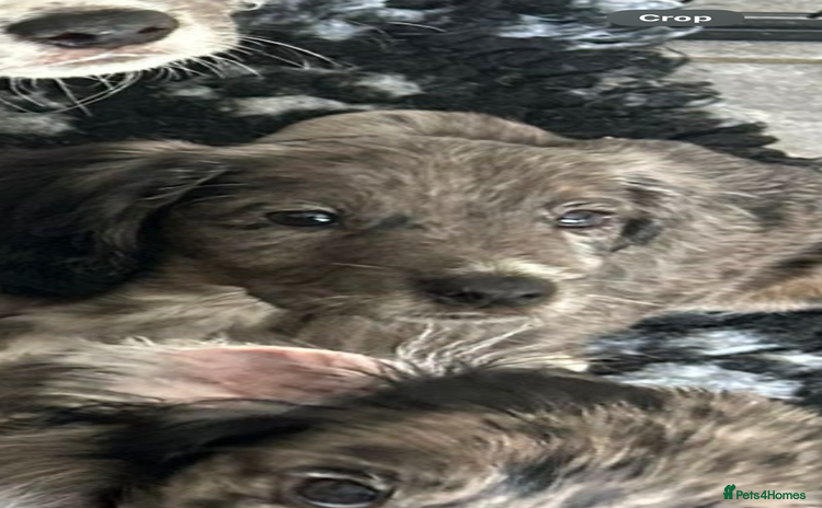 Cocker Spaniel dogs in Gravesend - Advert 12