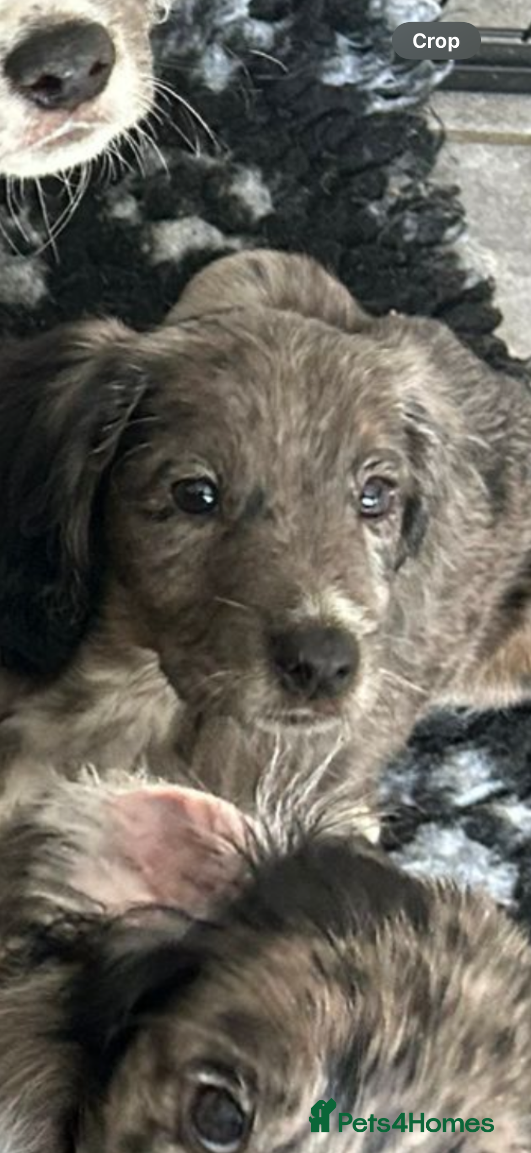 Cocker Spaniel dogs for sale: FINAL REDUCTION working cocker span in Gravesend - Image 2